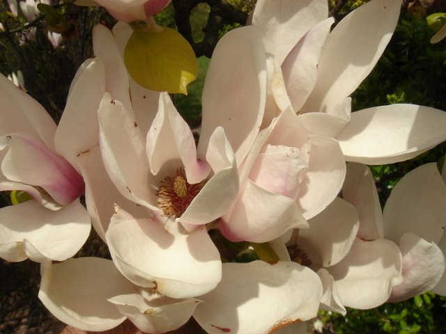 Magnolia x soulangeana P6 P30 (2)